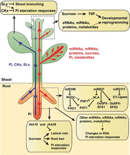 Molecular Mechanisms Underlying Phosphate Sensing Signaling And