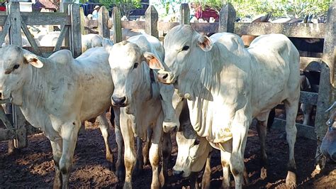 Pre O Baixou De Vez Na Feira De Gado De Campo Grande Al