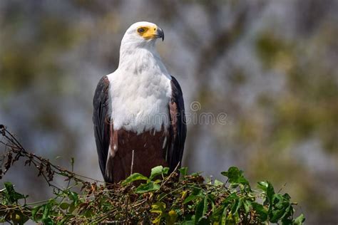 Zambia Flag Eagle