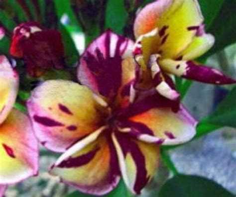 500 Plumeria Frangipani Seeds Great Mixed Colors Very Fresh | Etsy