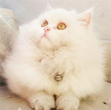 pets pakistan pure persian cat  sale