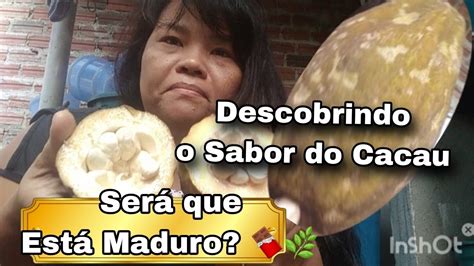 Descobrindo o Sabor do Cacau Será que Está Maduro YouTube