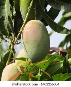 Mangifera Indica Commonly Known Native Stock Photo 1402256084