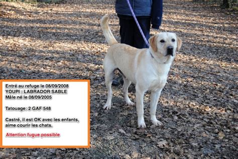 Chiens Faire Adopter Avant Jours Refuge De L Angoumois