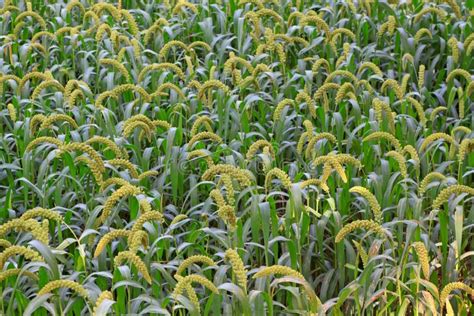 Millet plant stock image. Image of agriculture, grain - 23638603