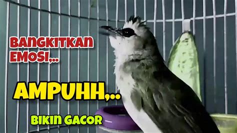 Bangkitkan EMOSI Suara Burung Trucukan Gacor Ropel Panjang Sangat Ampuh