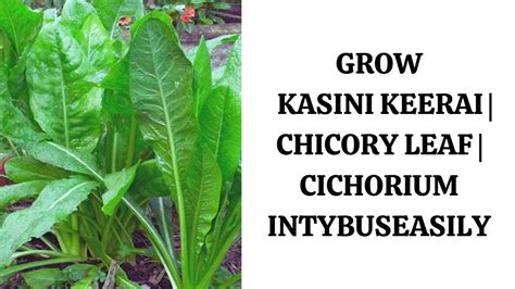 Grow Kasini Keerai Chicory Leaf Cichorium Intybus Easily Youtube