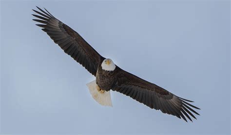 Bald Eagle Soaring High Photograph By Julie Barrick Pixels