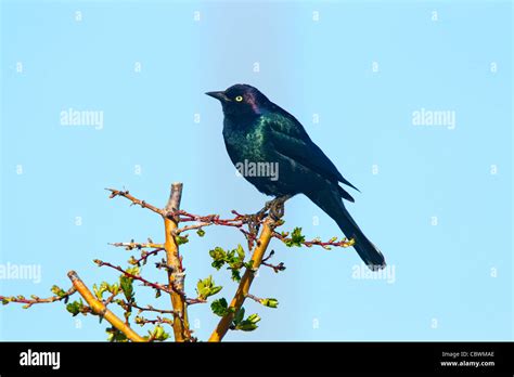 Brewer S Blackbird Euphagus Cyanocephalus Dorris California United