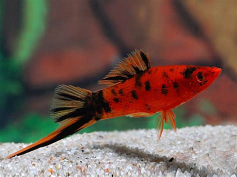 Red Calico Swordtail Freshwater Aquarium Fish Swordtail Fish