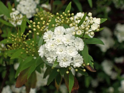 Spiraea Cantoniensis Flore Pleno May Bush Information And Photos