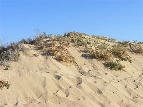 Fotos Gratis Playa Paisaje árbol Césped Arena Cielo Sendero Duna Suelo Terreno