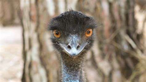 Emu Wallpapers Images Photos Pictures Backgrounds