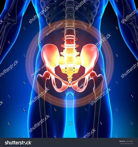Male Hip Sacrum Pubis Ischium Ilium Stock Illustration 145154632