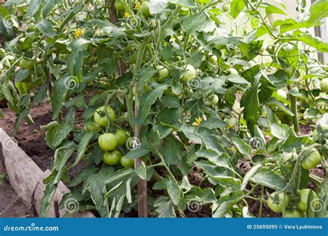 Planta De Tomate Con La Fruta Verde Imagen De Archivo Imagen De