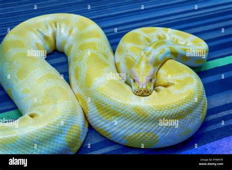 Albino Green Burmese Python