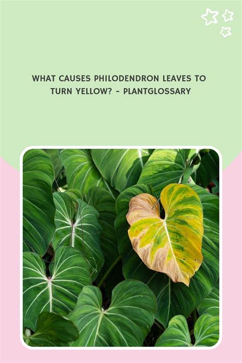 What Causes Philodendron Leaves to Turn Yellow? - Plantglossary ...