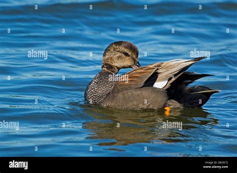 male gadwall duck preening stock photo alamy