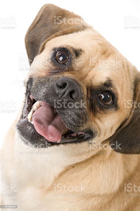 Excited Puggle Puppy Dog On White Stock Photo Download Image Now