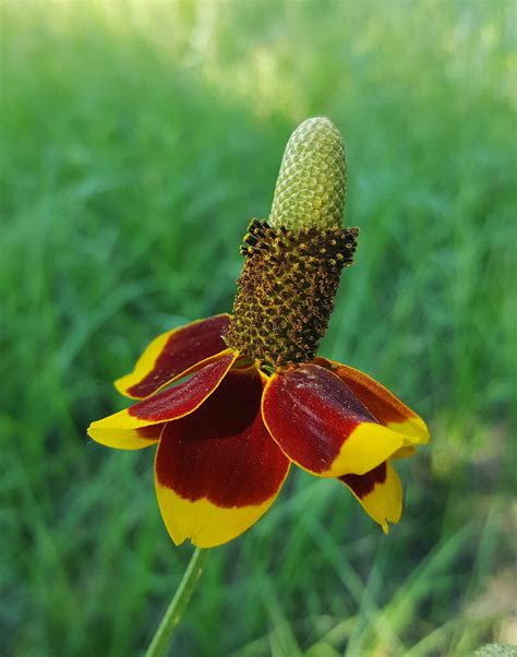 Mexican Hat Flower Seeds Prairie Coneflower Thimbleflower - Etsy