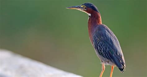 Ohio Birds And Biodiversity The Amazing Green Heron