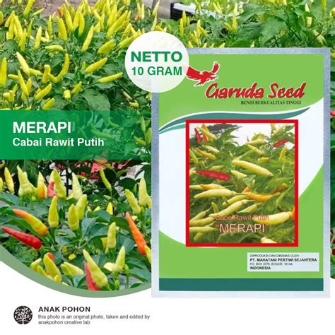 Jual Pack Benih Cabai Rawit Putih Merapi Cabe Tipe Tegak Lebat