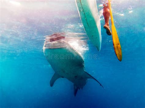 Requin De Baleine Dans Oslob Cebu Philippines Image Stock Image Du