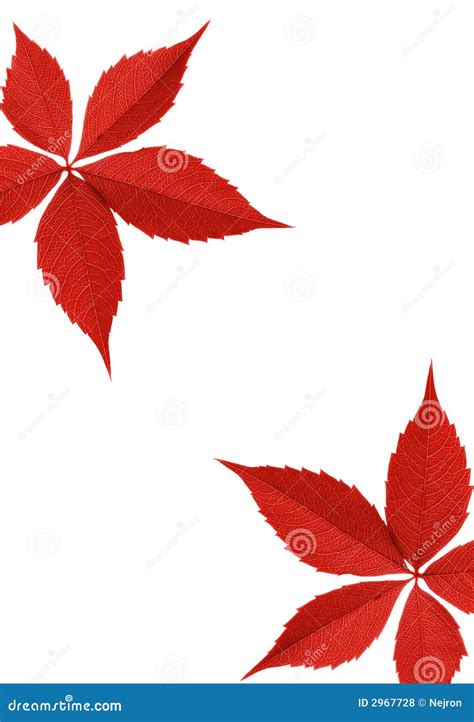 Red autumn leaf border stock photo. Image of autumn, frame - 2967728