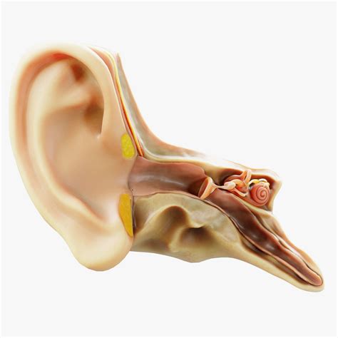 Cross section ear anatomy 3D model | CGTrader