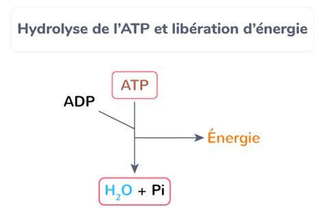 Sch Matiser L Hydrolyse De L Atp Tle Exercice De Connaissances Svt