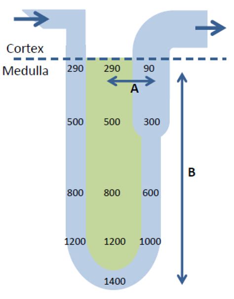 Renal Physiology Part 2 Wfsa Resources