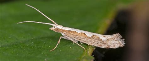 Diamondback moth - BioBee USA