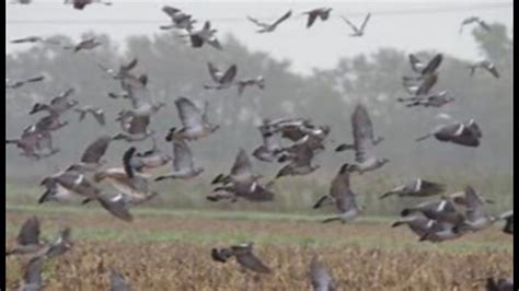 Chasse Aux Pigeon Ramier Dans Le Nord Saison Une Belle