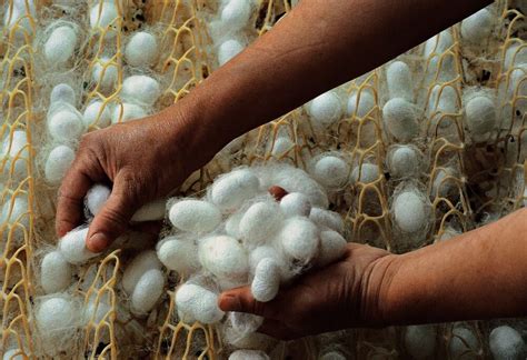 Lebap Silkworm Farmers To Produce 1010 Tons Of Silk Cocoons Agriculture