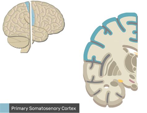 Primary Somatosensory Cortex Getbodysmart