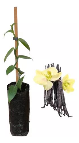 Vanilla Planifolia Baunilha Mexicana Parcelamento Sem Juros