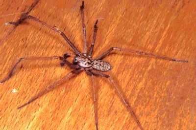 a large spider sitting on top of a wooden table