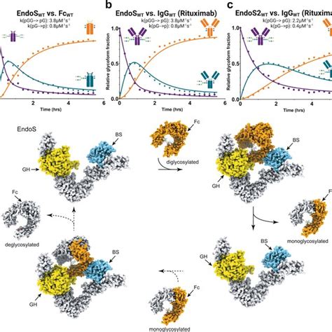 Molecular Mechanism Of Antibody Recognition By EndoS And EndoS2 Kinetic