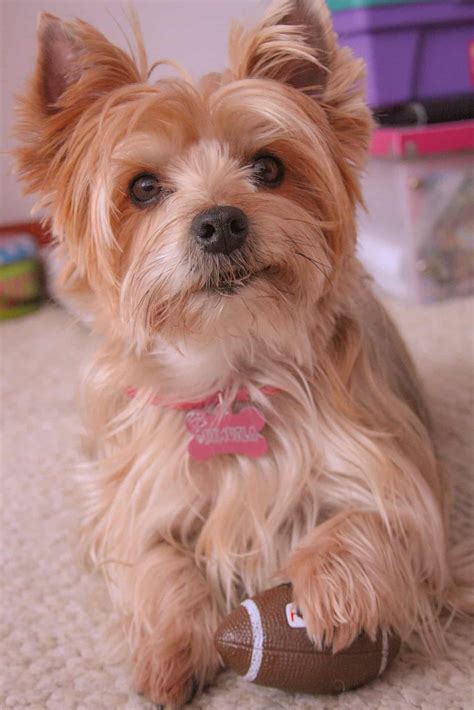 5 Great Apps and Tech to Improve Pet Care - Acme Canine