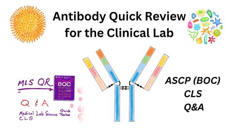 Antibody Basics Youtube