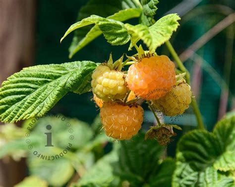 Rubus Idaeus Fallgold Kopen Gele Framboos