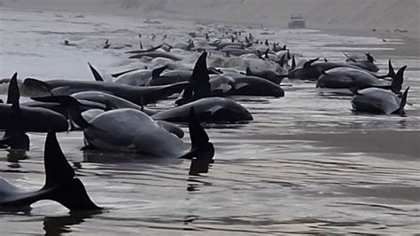 Mais De 200 Baleias Encalham Em Praia Australiana VEJA