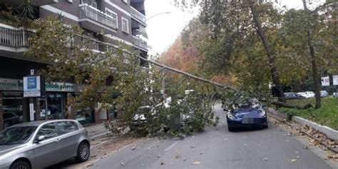 Roma Albero Cade Su Tre Auto E Finisce Su Un Terrazzo