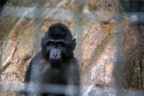 booted or gray-armed macaque (Macaca ochreata) - ZooChat