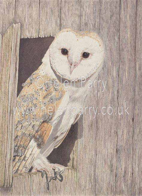 Barn Owl Fine Art Print Helen Parry Watercolour Artist