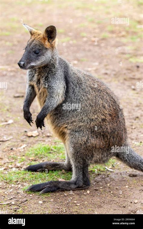 The Swamp Wallaby Wallabia Bicolor Is A Small Macropod Marsupial Of