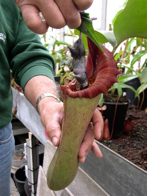 Nepenthes photos