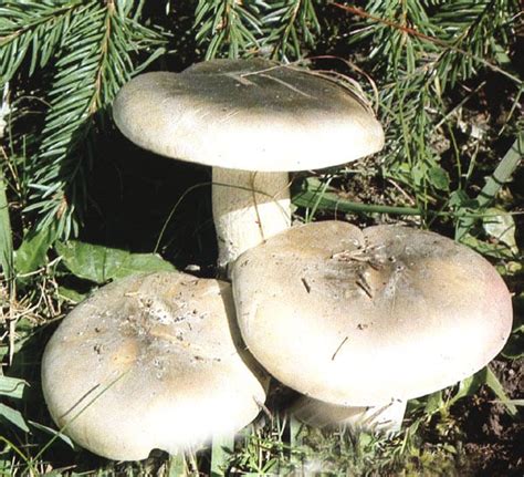 Clitocybe N Buleux