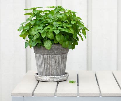 9 of the best indoor plants to make a living room smell nice | Homes ...