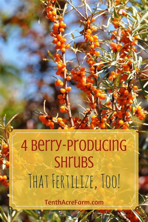 4 Berry Bushes that Fertilize, Too! | Berry bushes, Edible garden ...